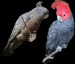 Kakadu prilbový.jpg